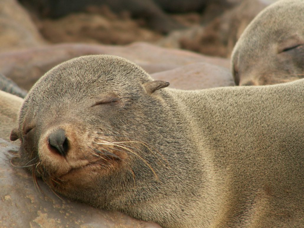 slapende zeehond