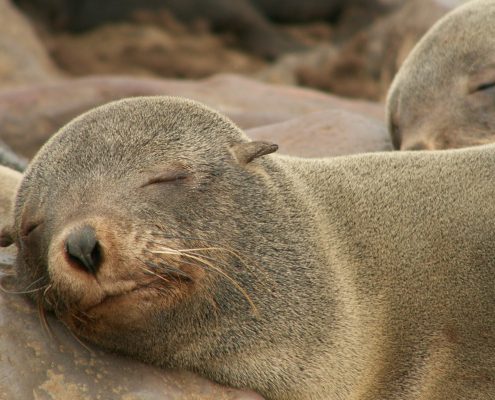 slapende zeehond